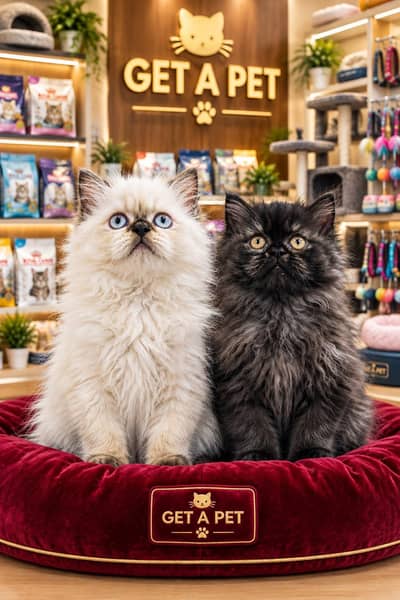 Cash On Delivery High Quality Persian Kittens or Persian Cat Babies