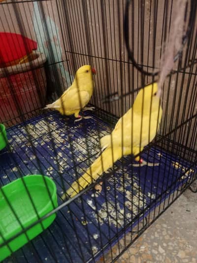 Yellow Ring Neck Pair