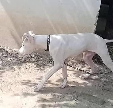 For Sale