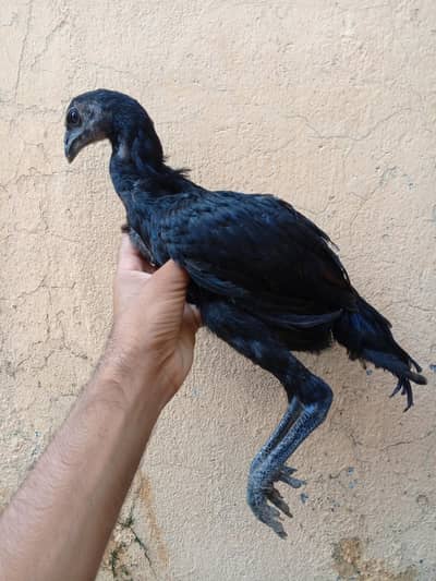 Dragon Aseel Pair