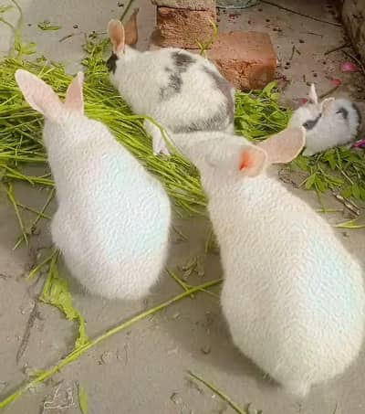 3 rabbits only 1500