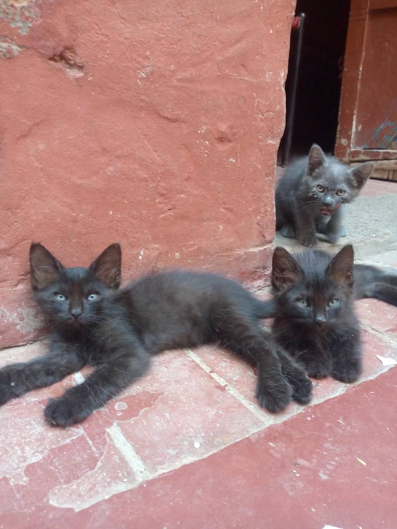 Persian kittens 0