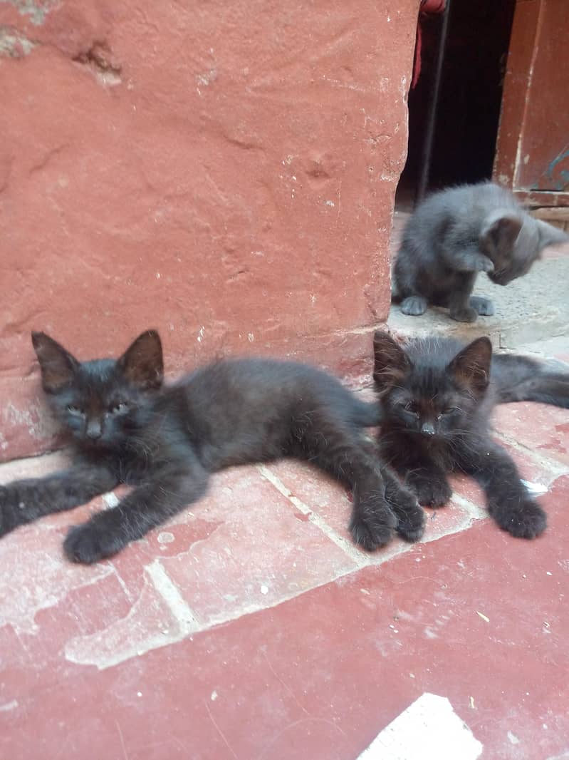 Persian kittens 1