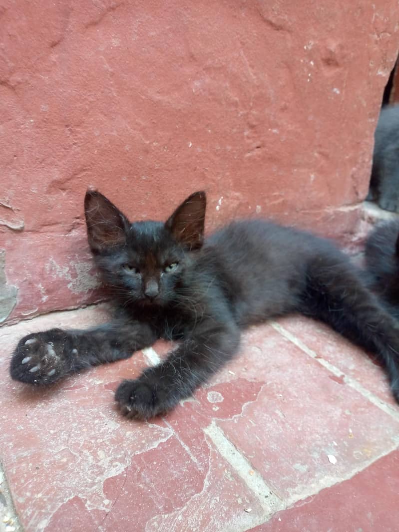 Persian kittens 2