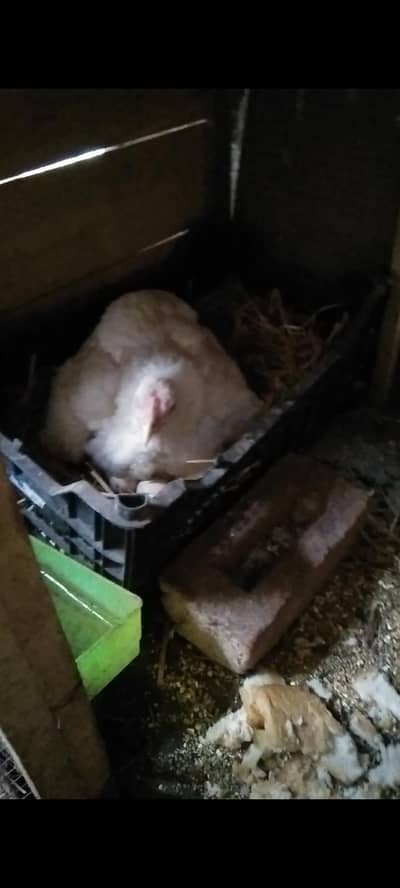 Kurak murgi 4 Sale