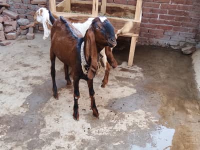 Nagra Krass Bakra Breader.