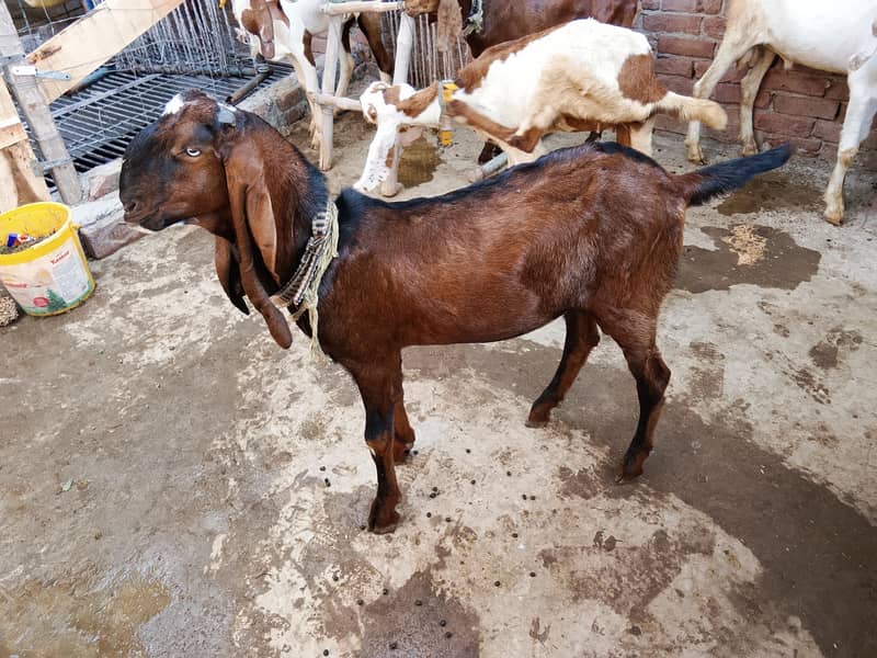 Nagra Krass Bakra Breader. 1