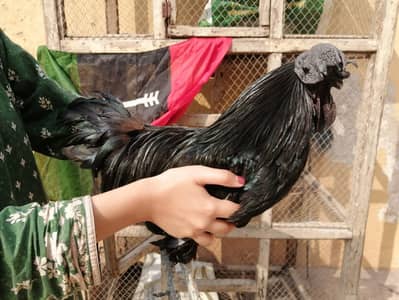 black  ayam cemani