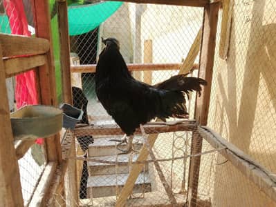 black  ayam cemani