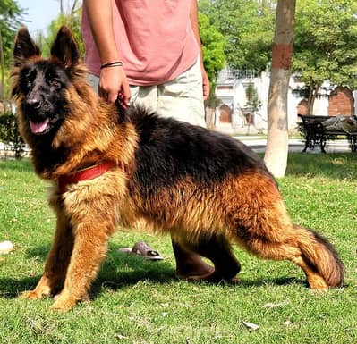 propar long cute gsd feemail confaram breedar shuw quality for sale