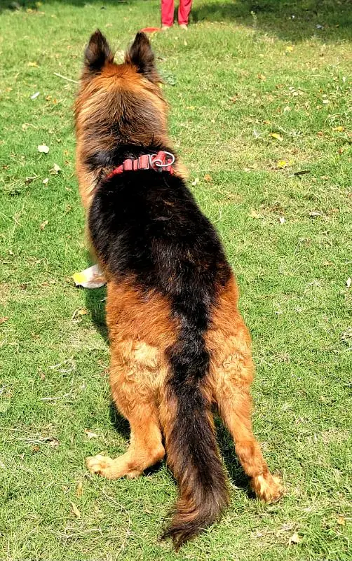 propar long cute gsd feemail confaram breedar shuw quality for sale — photo 3