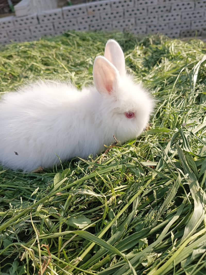 angora 1
