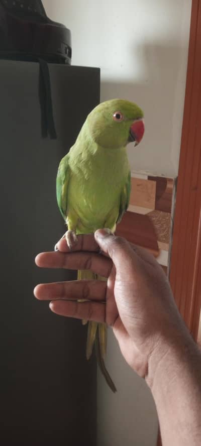 ringneck parrot with cage hand tame 0 bite