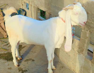 gulabi goats