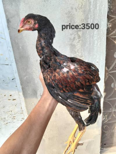 aseel patha for sale