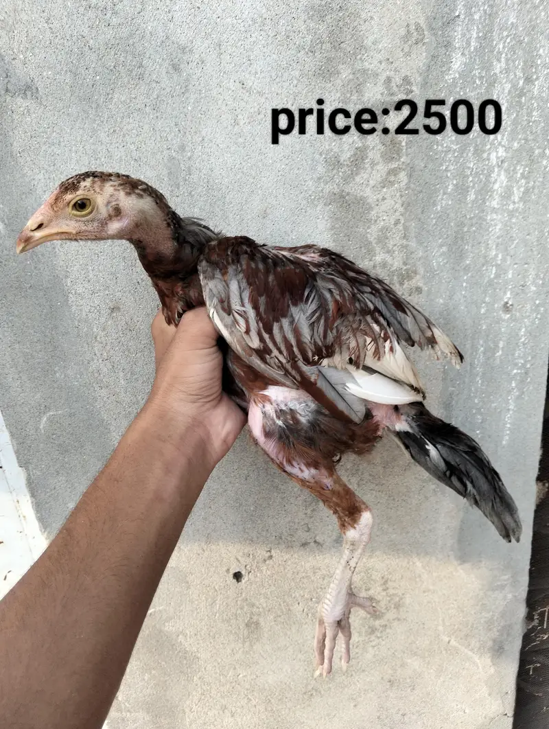 aseel patha for sale — photo 4