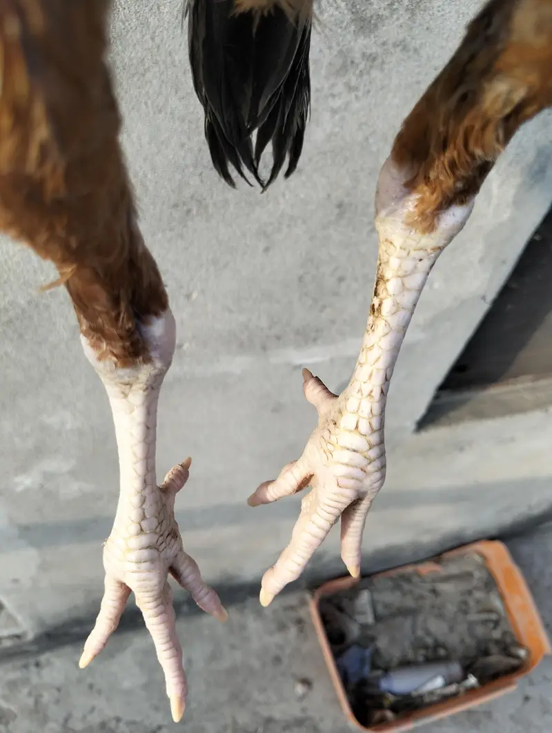 aseel patha for sale — photo 5