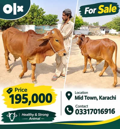 3 Healthy Cattle for Sale | Different Prices | Mid Town Karachi