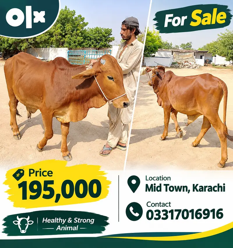 3 Healthy Cattle for Sale | Different Prices | Mid Town Karachi