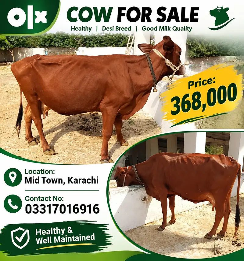 3 Healthy Cattle for Sale | Different Prices | Mid Town Karachi — photo 3