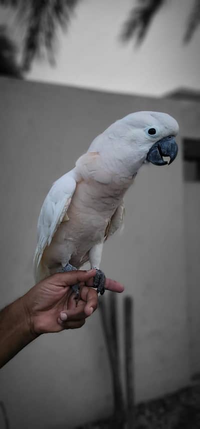 Moluccan Cockatoo