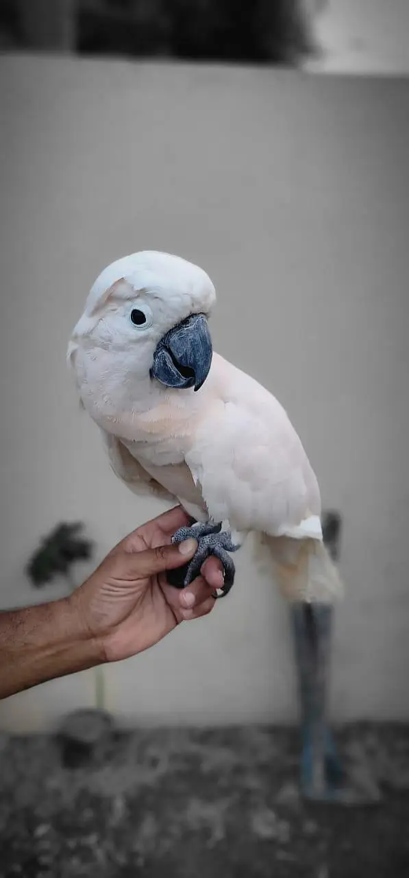 Moluccan Cockatoo — photo 2