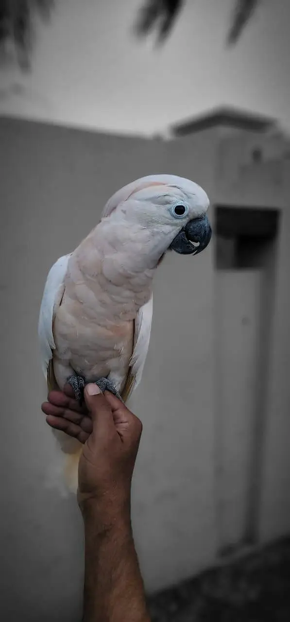 Moluccan Cockatoo — photo 3