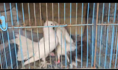 lucky pigeon for sale 03444827314