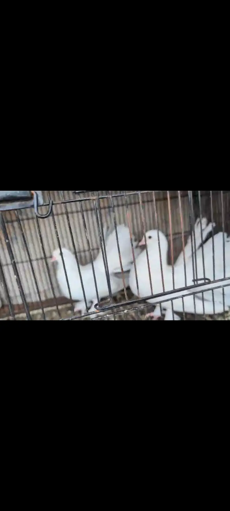 lucky pigeon for sale 03444827314 — photo 2