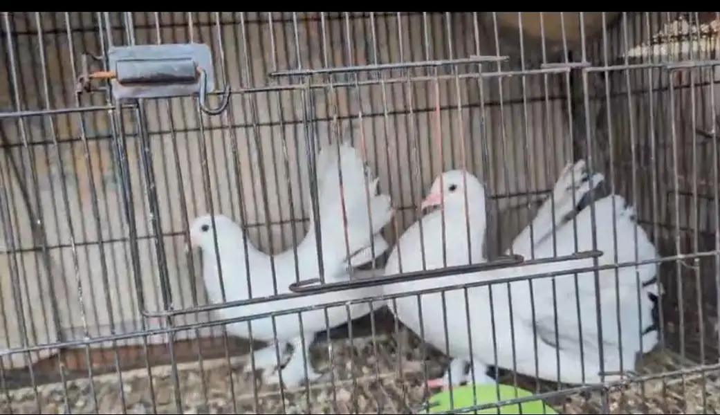 lucky pigeon for sale 03444827314 — photo 3