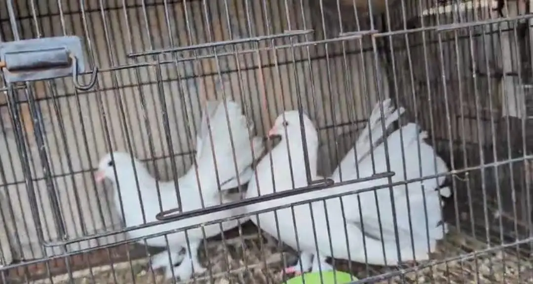 lucky pigeon for sale 03444827314 — photo 4
