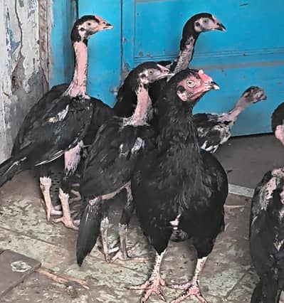 4 Aseel Pathay home breed with hen.