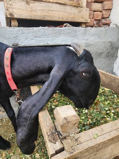 beetal female for sale 4 daant