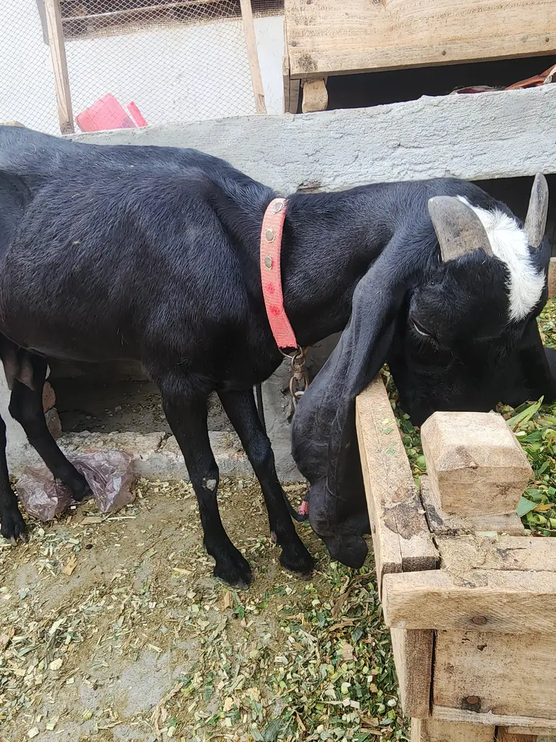 beetal female for sale 4 daant — photo 2