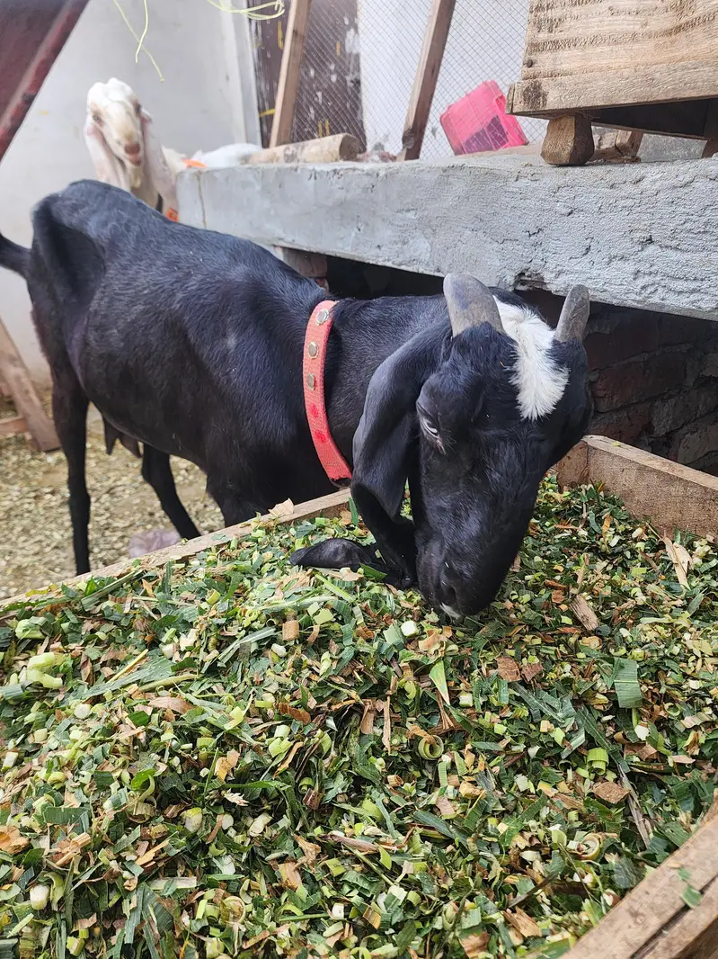 beetal female for sale 4 daant — photo 3