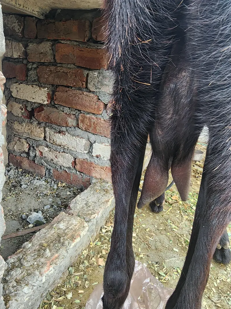 beetal female for sale 4 daant — photo 4