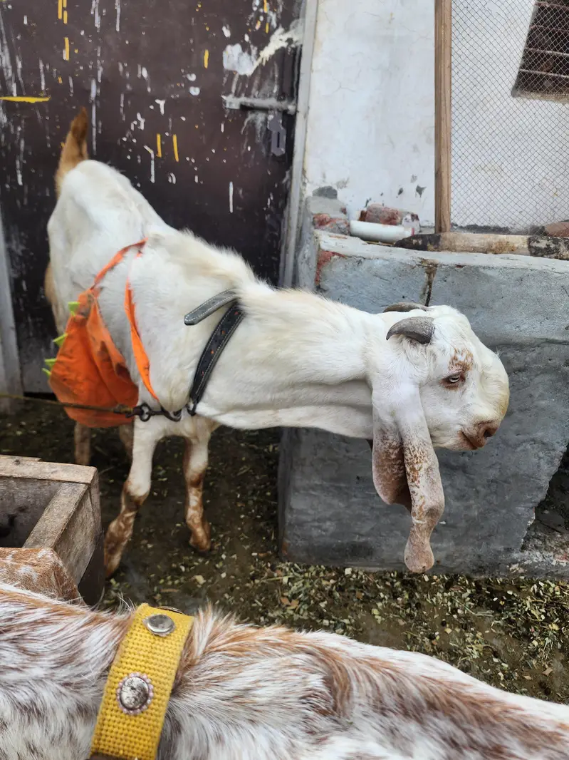 beetal female for sale 4 daant — photo 5