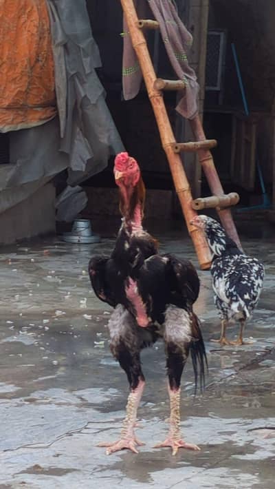 shamo available pair healthy and active urgent for sale best quality