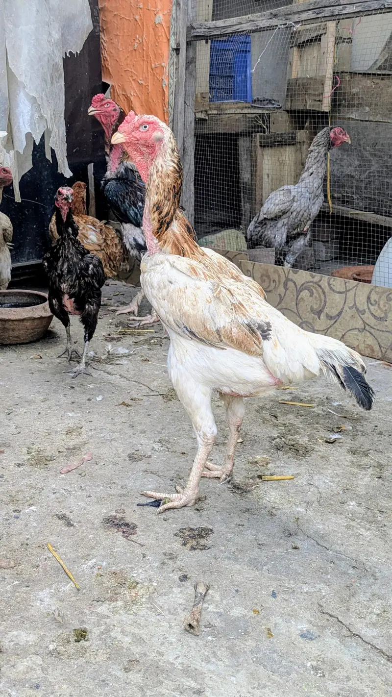 shamo available pair healthy and active urgent for sale best quality — photo 2