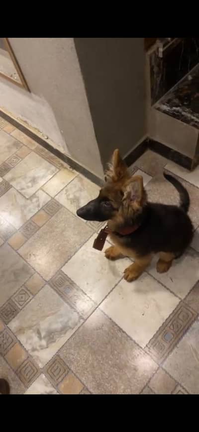 German Shepherd strong blood