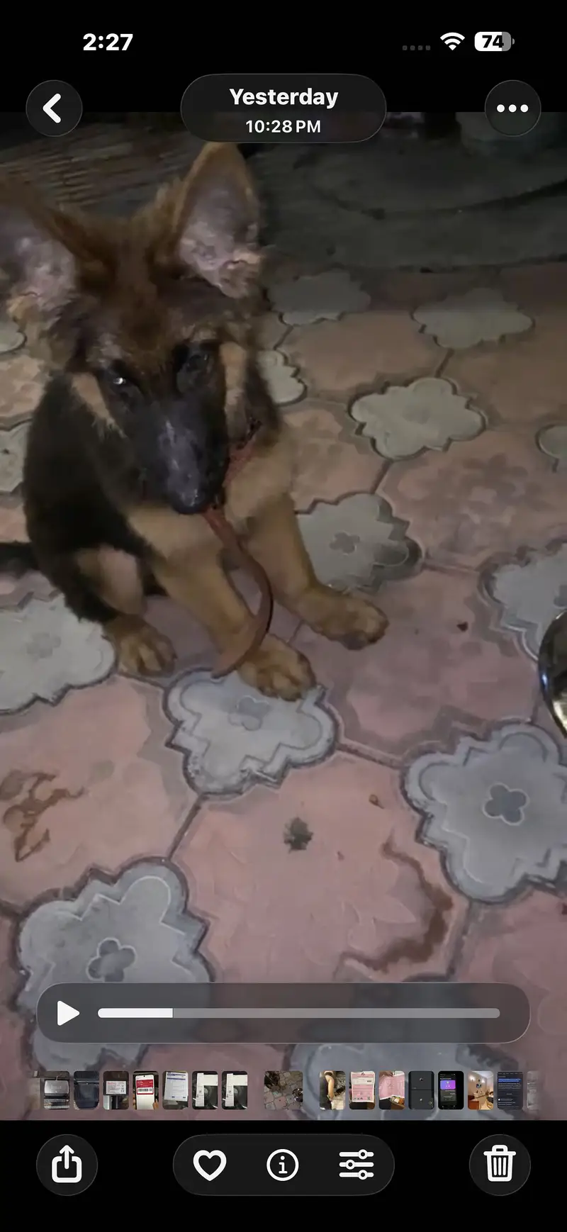 German Shepherd strong blood — photo 2