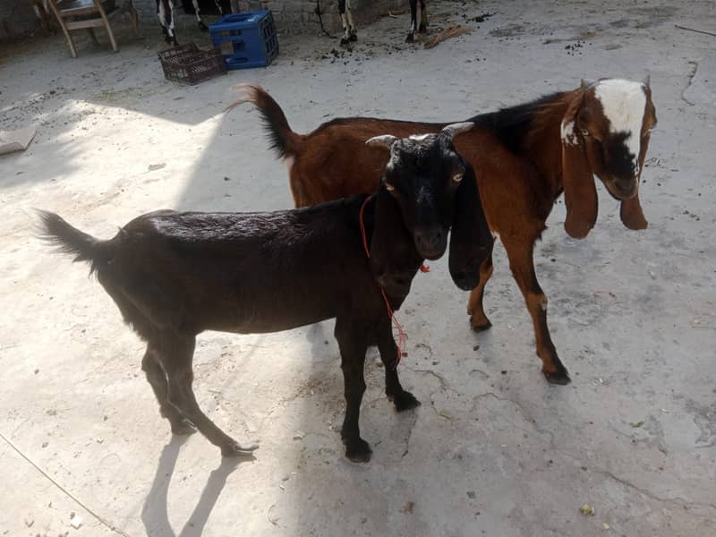 Goats 3
