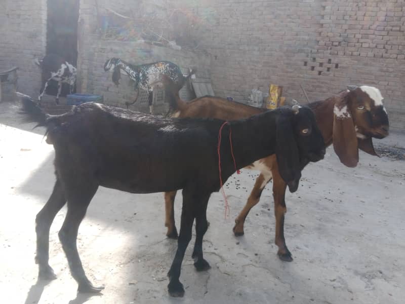 Goats 4