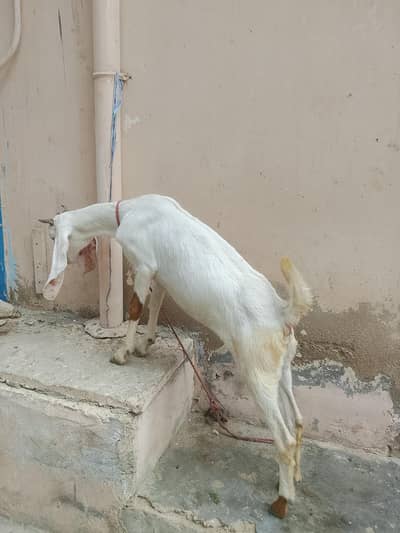 for sale female pure white
