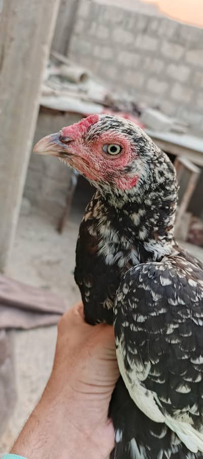 aseel female