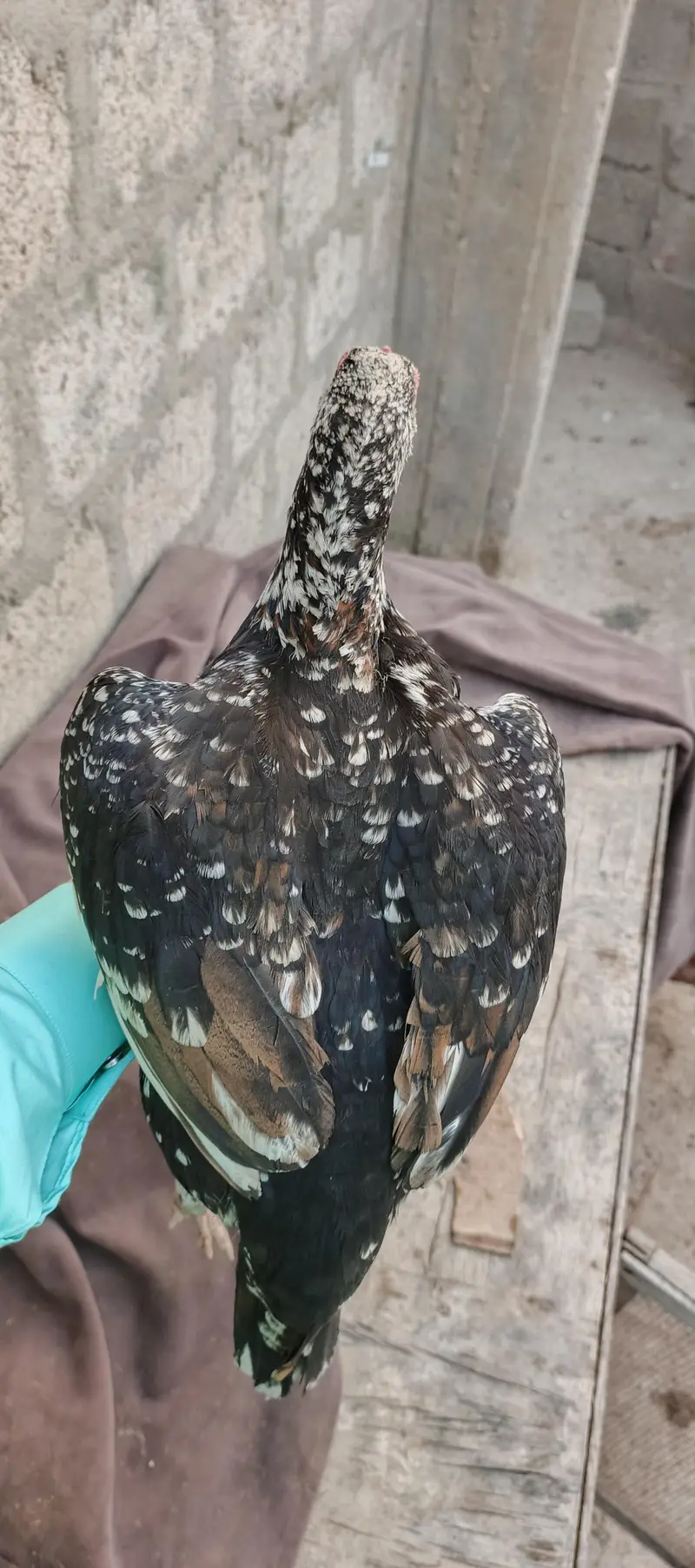 aseel female — photo 2