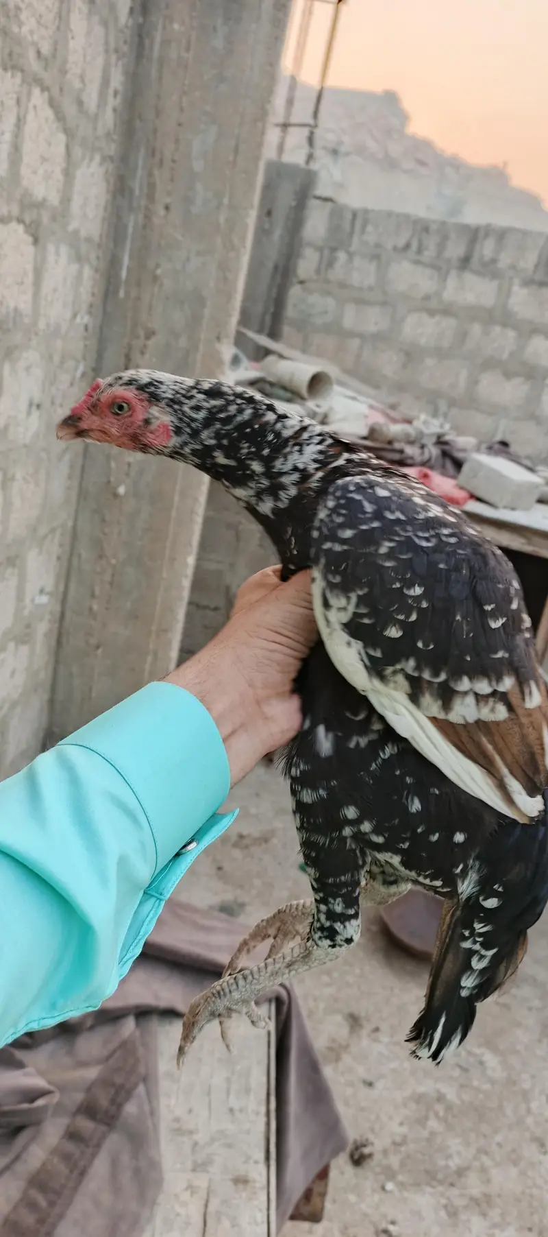 aseel female — photo 3