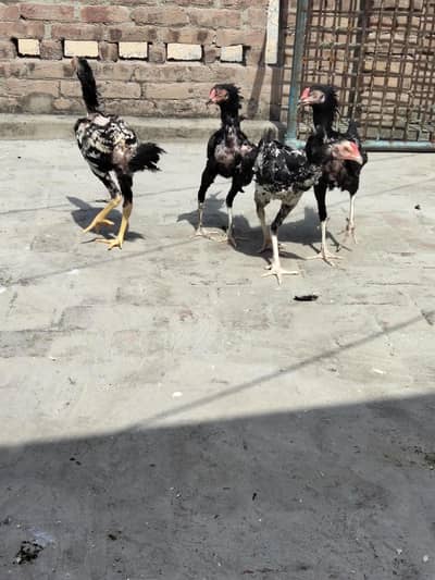 Assel pattay available ha 0309/9019/811