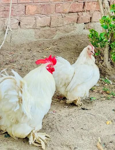 golden buff  male, fancy bantam pair,  for sale