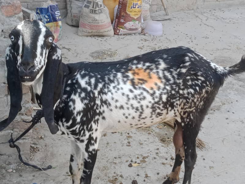 Goats 0